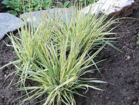 Molinia caerulea variegata