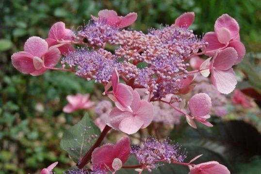 Hydrangea aspera "hot chocolate"