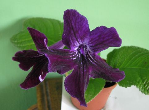 Streptocarpus "prunel"
