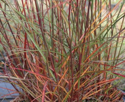 Miscanthus "apache"