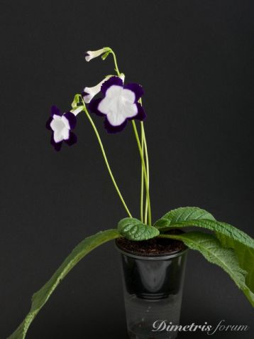 streptocarpus "full moon"