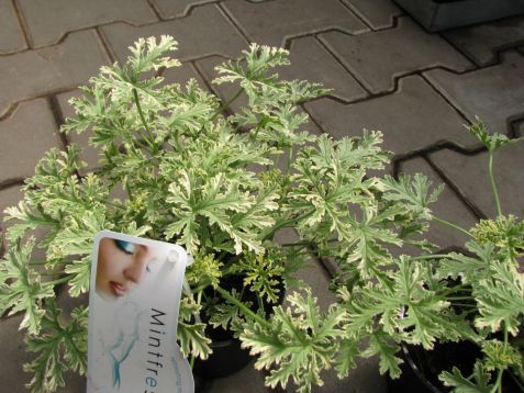 Pelargonium graveolens " mintfresh" variegata - scented