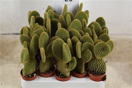 opuntia microdasys yellow