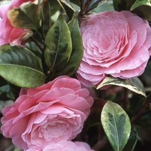 camellia "dazzling pink"
