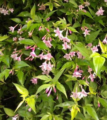 jasminum beesianum - jasmín růžový