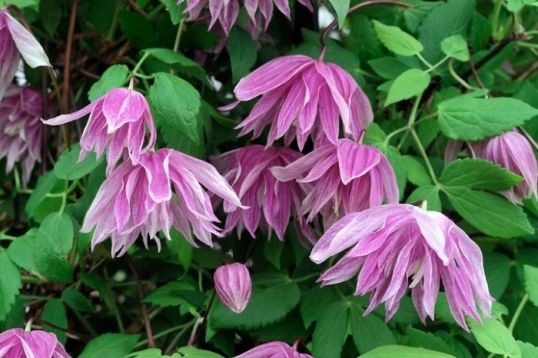 clematis atragene "purple dream"