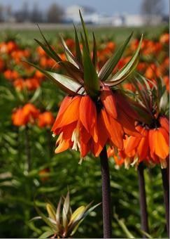 Fritillaria imperialis "orange beauty"