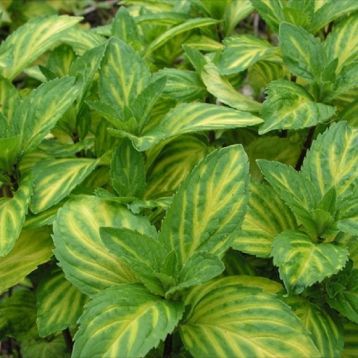 mint ginger variegata