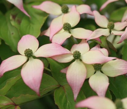 cornus kousa "dwarf pink"