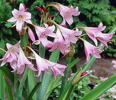 crinum powellii " rosea"