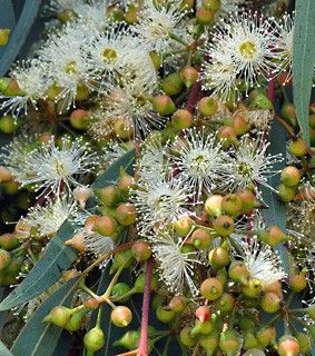 Eucalyptus camaldulensis