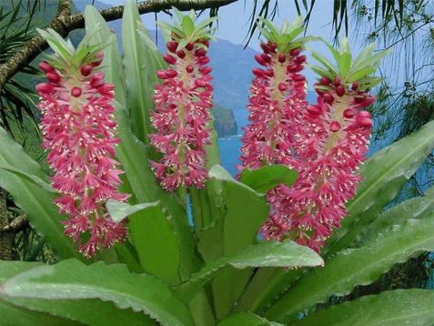 eucomis " aloha lily nani" - chocholatka