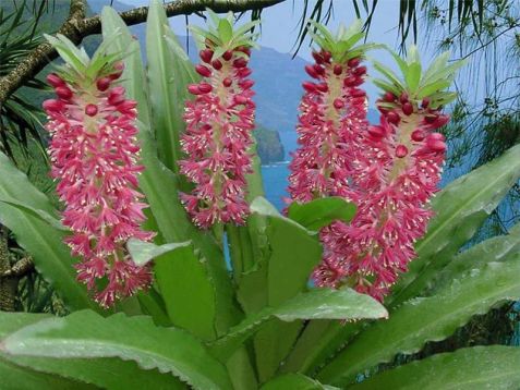 eucomis " aloha lily nani"