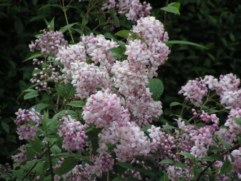 deutzia " mont rose"