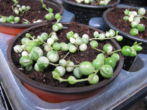 senecio rowleyanus variegata