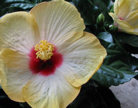 Hibiscus sin. "surf" - ibišek pokojový, 4denní