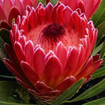 protea cynaroides " juliet"