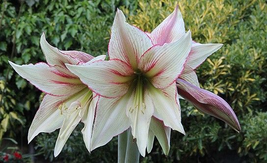 hippeastrum " magic green" - hvězdník, nesprávně amarylis