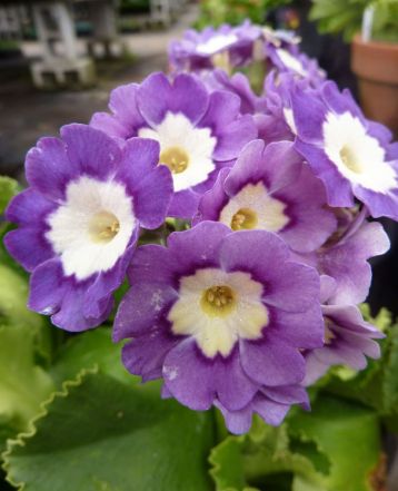 primula pubescens "exhibition blau"