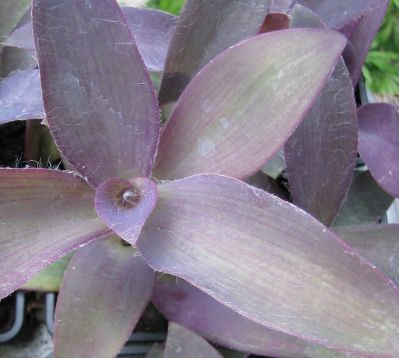 tradescantia pallida " purpurea"