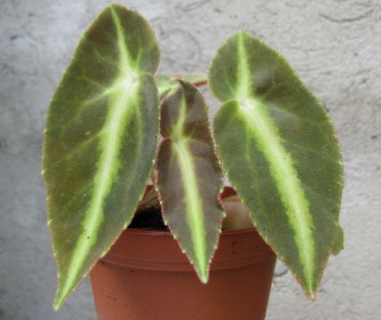 begonia listada "angel wing"