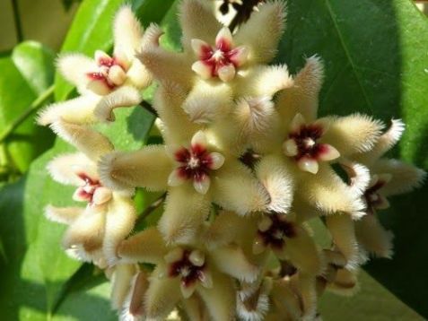 hoya buotii