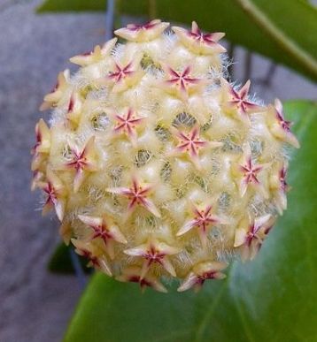 hoya mindorensis yellow