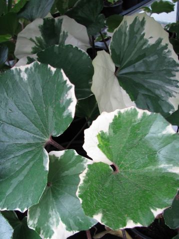 farfugium japonicum "argenteum"