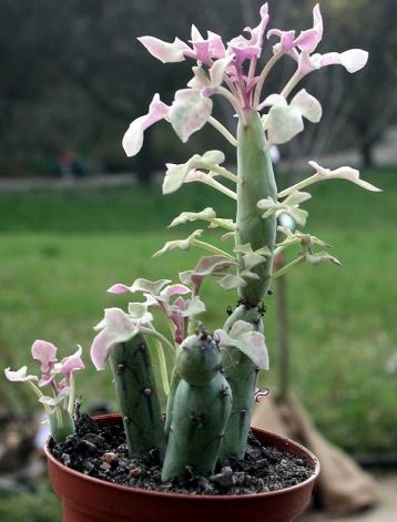 senecio articulatus variegata