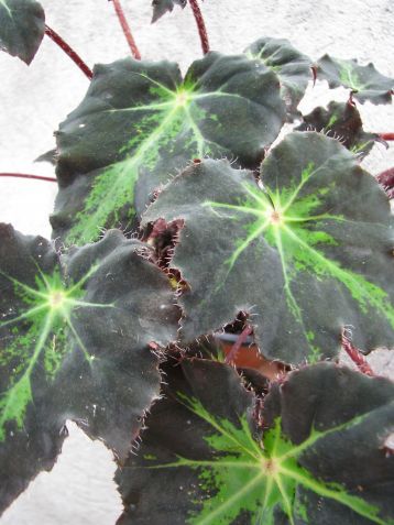 begonia " rayon vert"