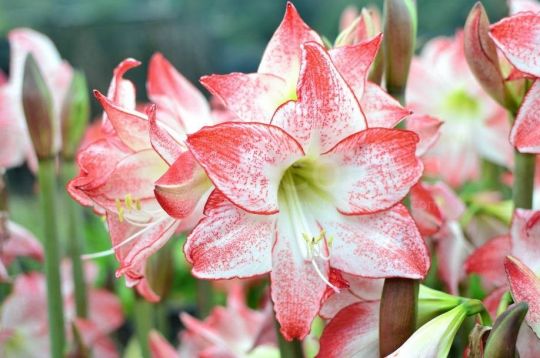 hippeastrum "spot light"