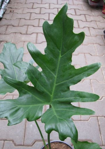 philodendron selloum " cum laude"