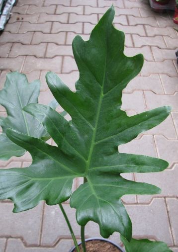 philodendron selloum " cum laude"