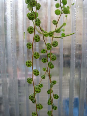 peperomia prostrata