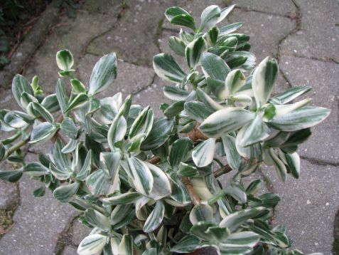 crassula ovata variegata - tlustice