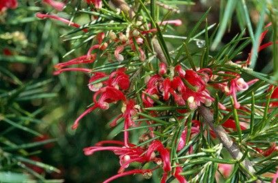 grevillea "canberra gem"