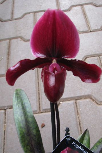 paphiopedilum "black jack" - střevíčníkovec