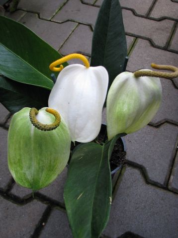 anthurium scherzerianum " limonetti"