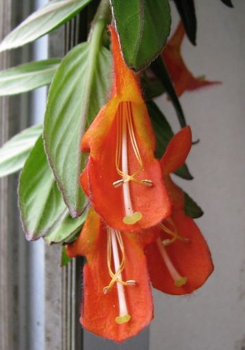 columnea "krakatau"