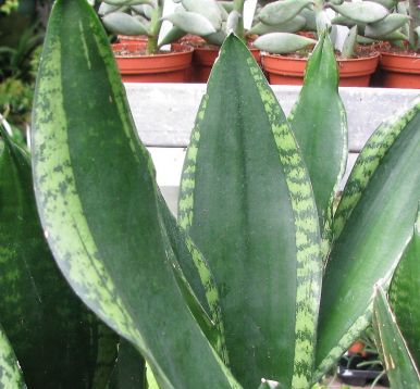 sansevieria "green flame"