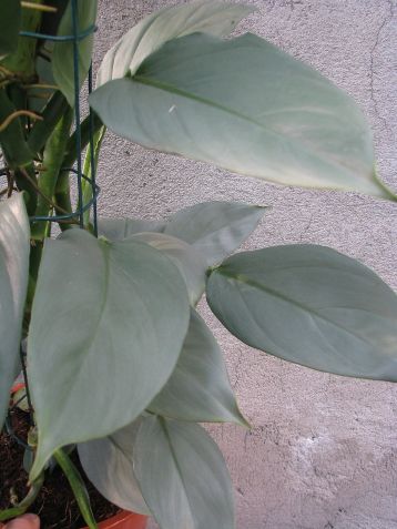 philodendron "silver queen"