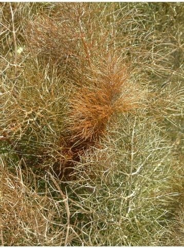 foeniculum vulgare "smokey"