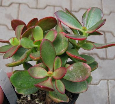 crassula ovata tricolor