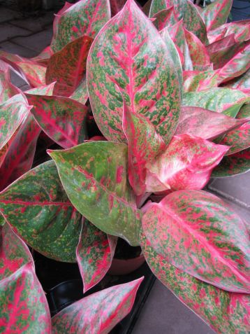 aglaonema commutatum "sab mongkol"