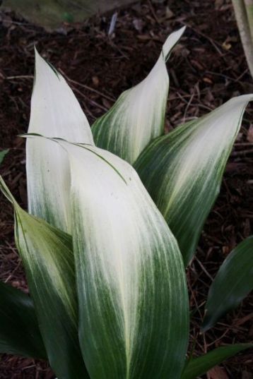 aspidistra elatior "asahi"