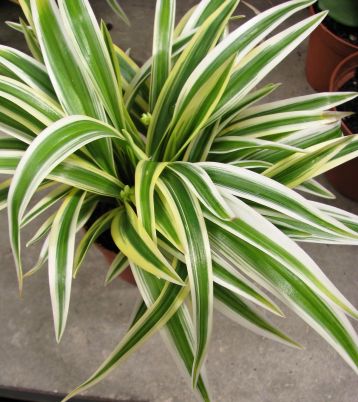 chlorophytum "zebrina" - zelenec