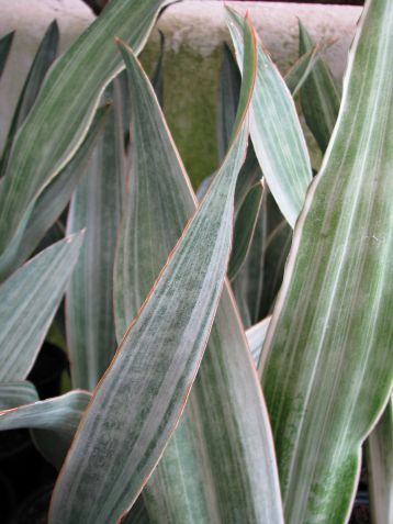 sansevieria trifasciata "metallica"