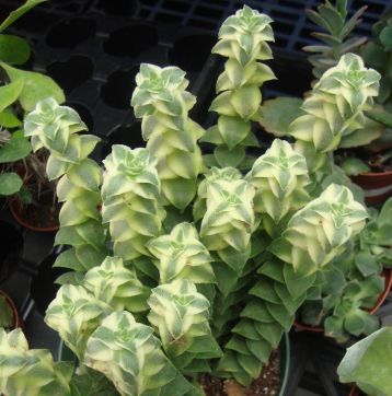 crassula perforata variegata