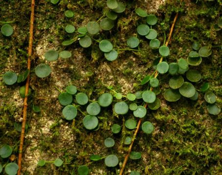 peperomia bangroana