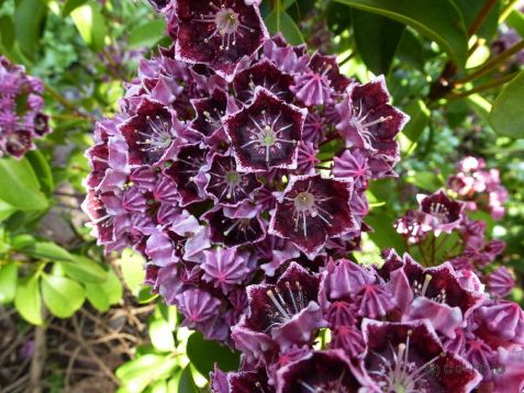 kalmia latifolia " lachtmin"